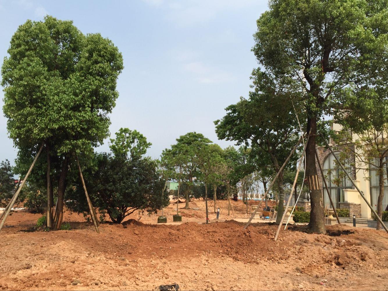 苏州园林绿化工程施工 苏州园林绿化工程施工